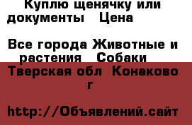 Куплю щенячку или документы › Цена ­ 3 000 - Все города Животные и растения » Собаки   . Тверская обл.,Конаково г.